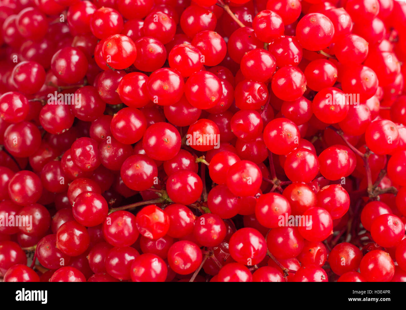 Red bright and juicy berries of guelder rose background Stock Photo - Alamy