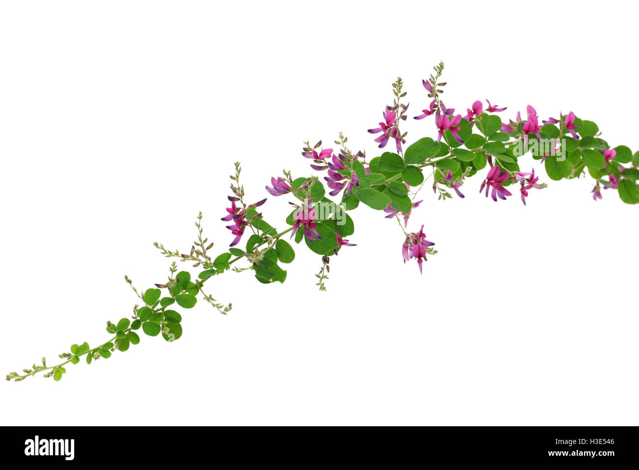 bush clover, lespedeza bicolor, japanese clover, hagi isolated on white background Stock Photo