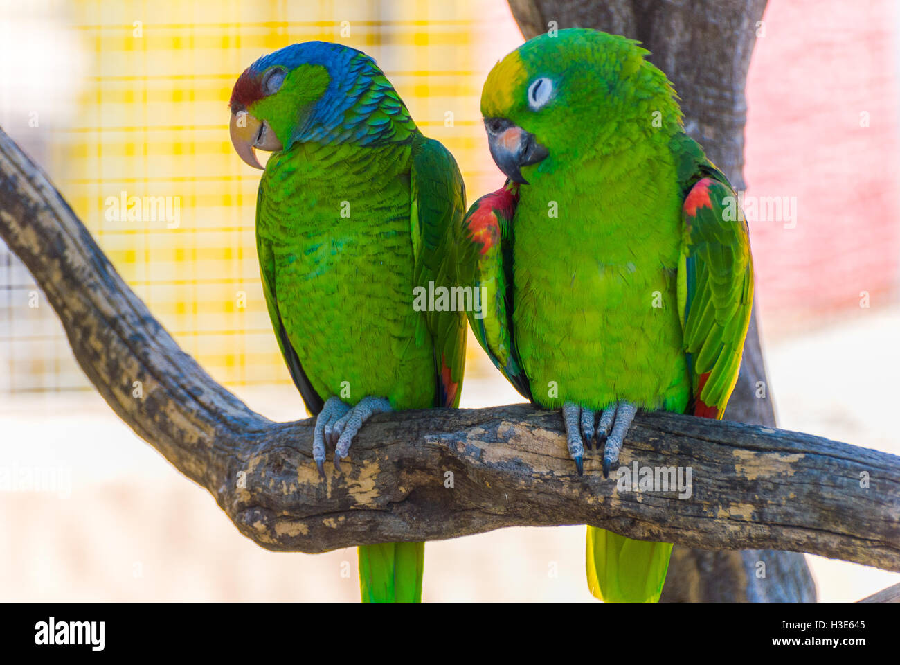 Two green parrots Stock Photo - Alamy