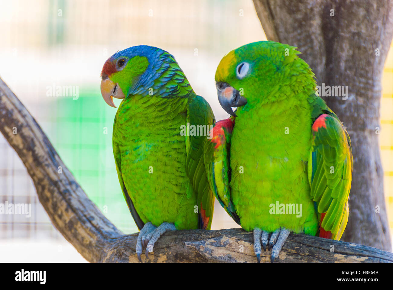 Two green parrots Stock Photo - Alamy