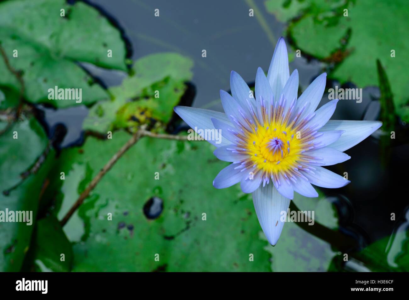 Purple and yellow water lily in a pond Stock Photo