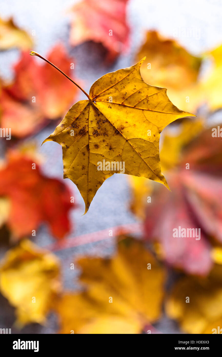 The Autumn background with yellow maple leaves Stock Photo - Alamy