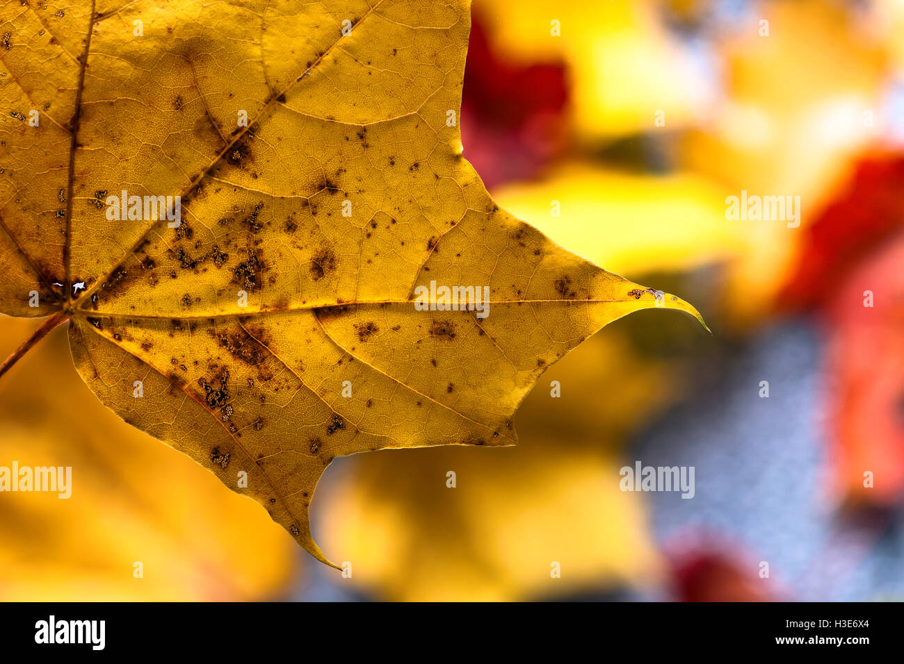 The Autumn background with yellow maple leaves Stock Photo - Alamy