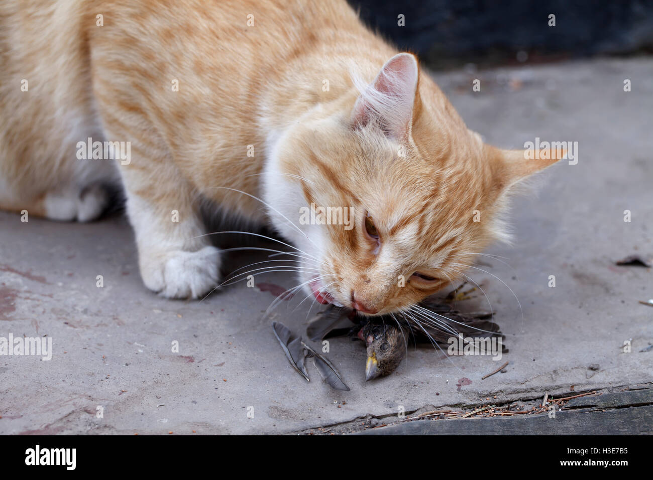 Cat bird mouth hires stock photography and images Alamy