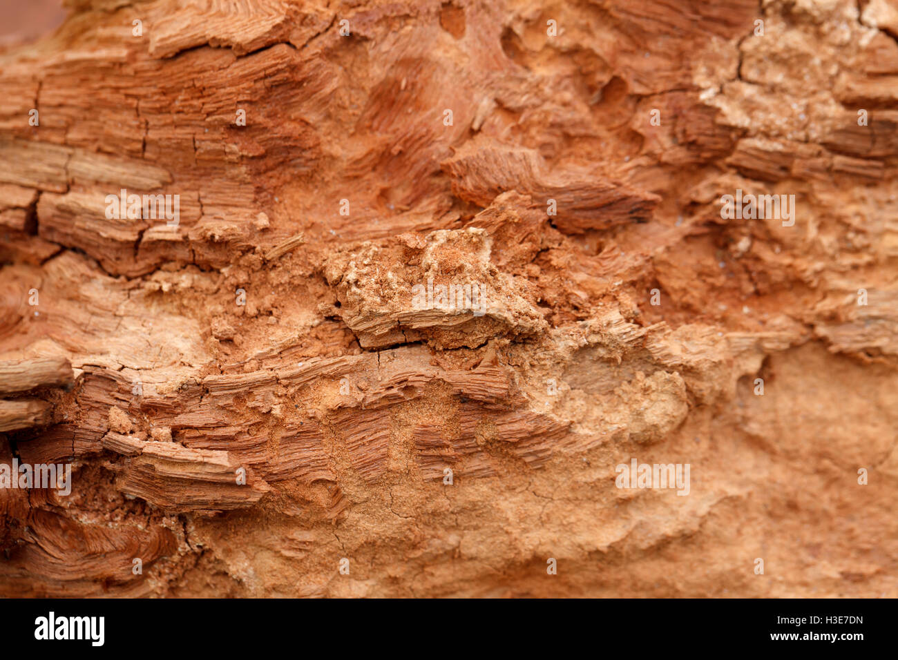 a rotten tree, close-up, abstract wooden background Stock Photo - Alamy