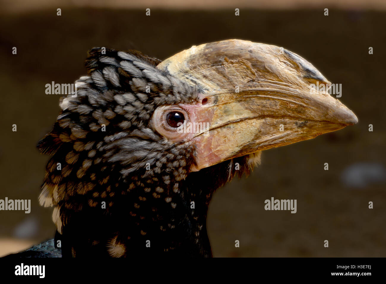 Silvery-cheeked Hornbill -Bycanistes brevis- among vegetation Stock Photo