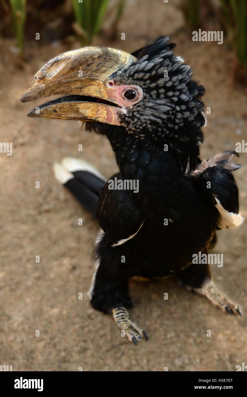 Silvery-cheeked Hornbill -Bycanistes brevis- among vegetation Stock Photo
