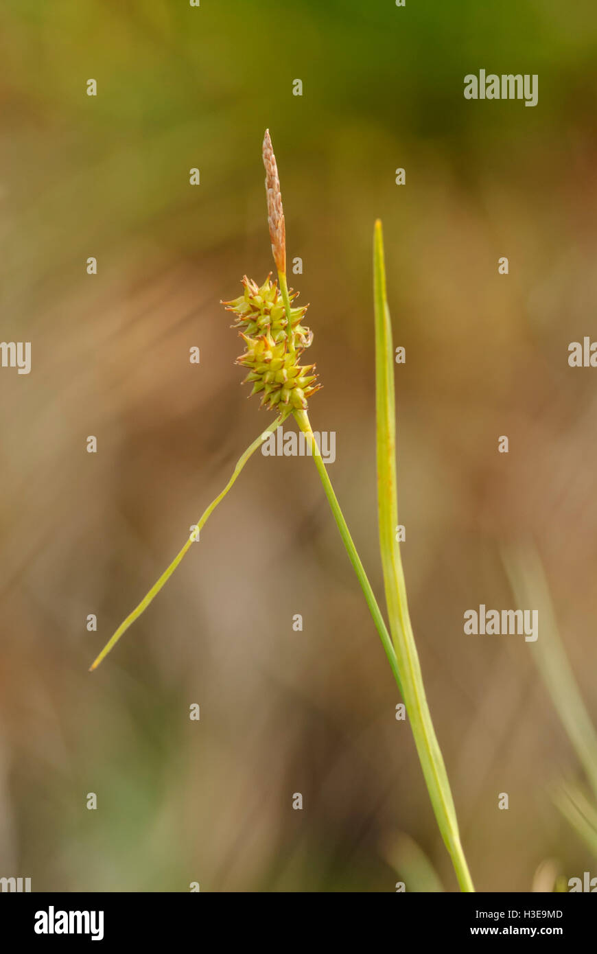 Common Yellow Sedge (Carex demissa), Ben Lawers National Nature Reserve, Scotland. Stock Photo