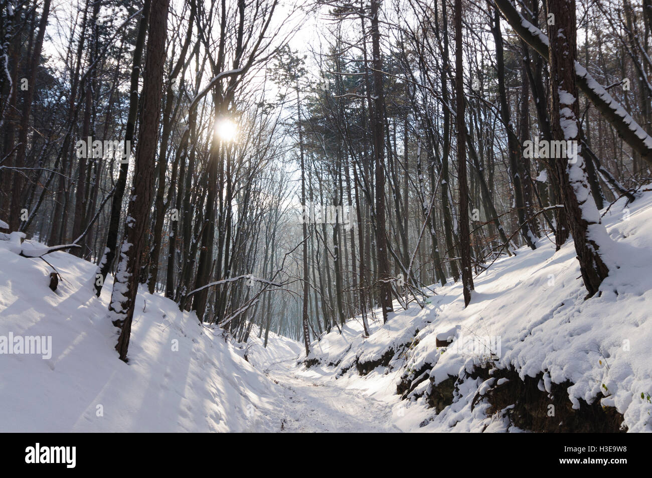 Baden: Ravine in the Vienna Woods in the snow, Wienerwald, Vienna Woods, Niederösterreich, Lower Austria, Austria Stock Photo
