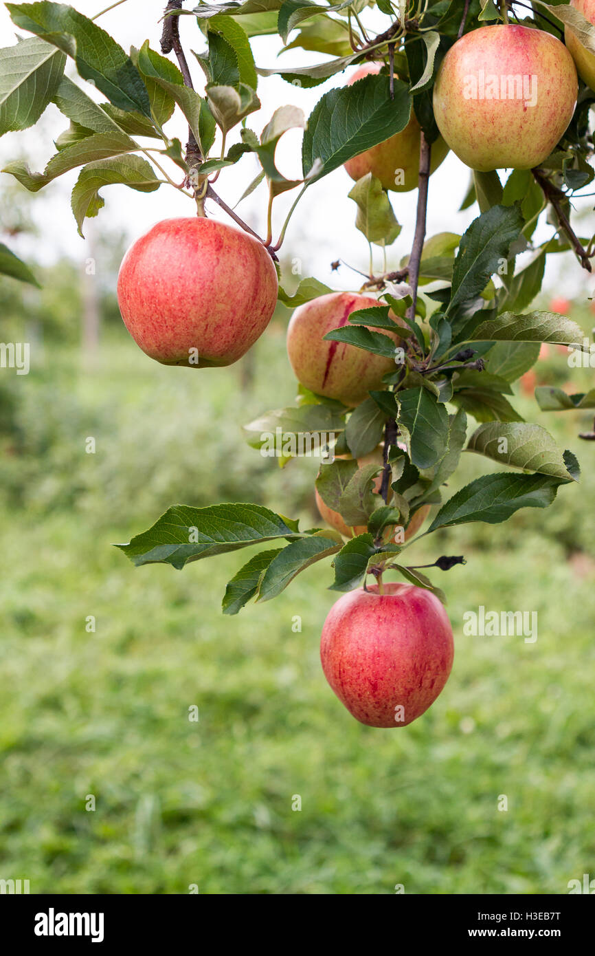 Apples hanging on branch in orchard close up outdoors Stock Photo - Alamy