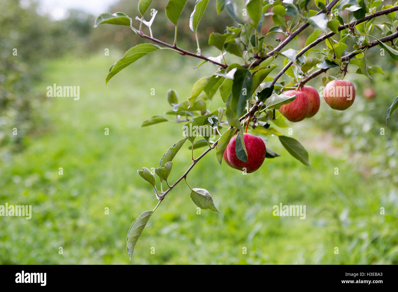 Apples hanging on branch in orchard close up Stock Photo - Alamy