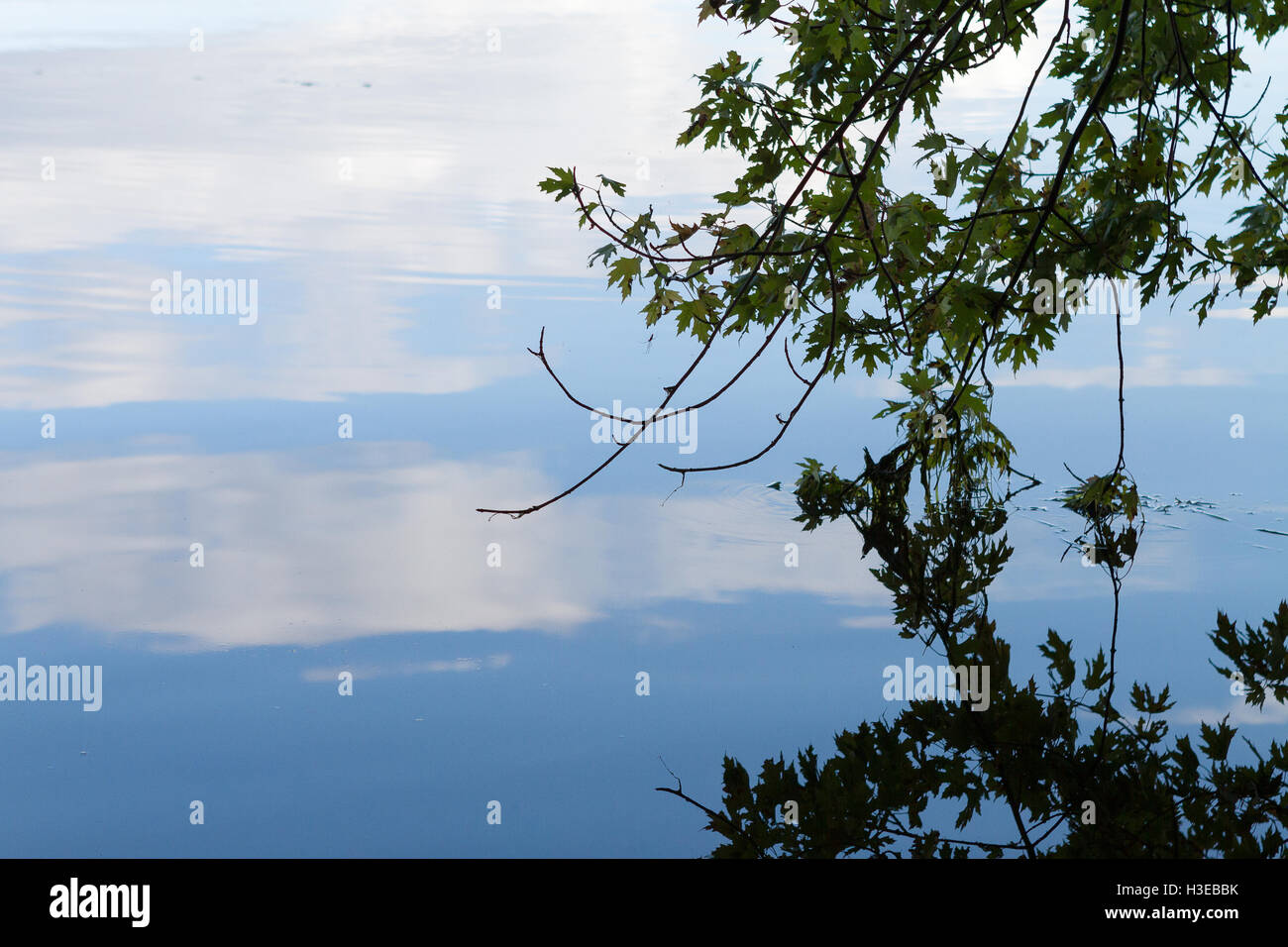 Calm lake water with tree branch reflection and blue sky and clouds reflection Stock Photo