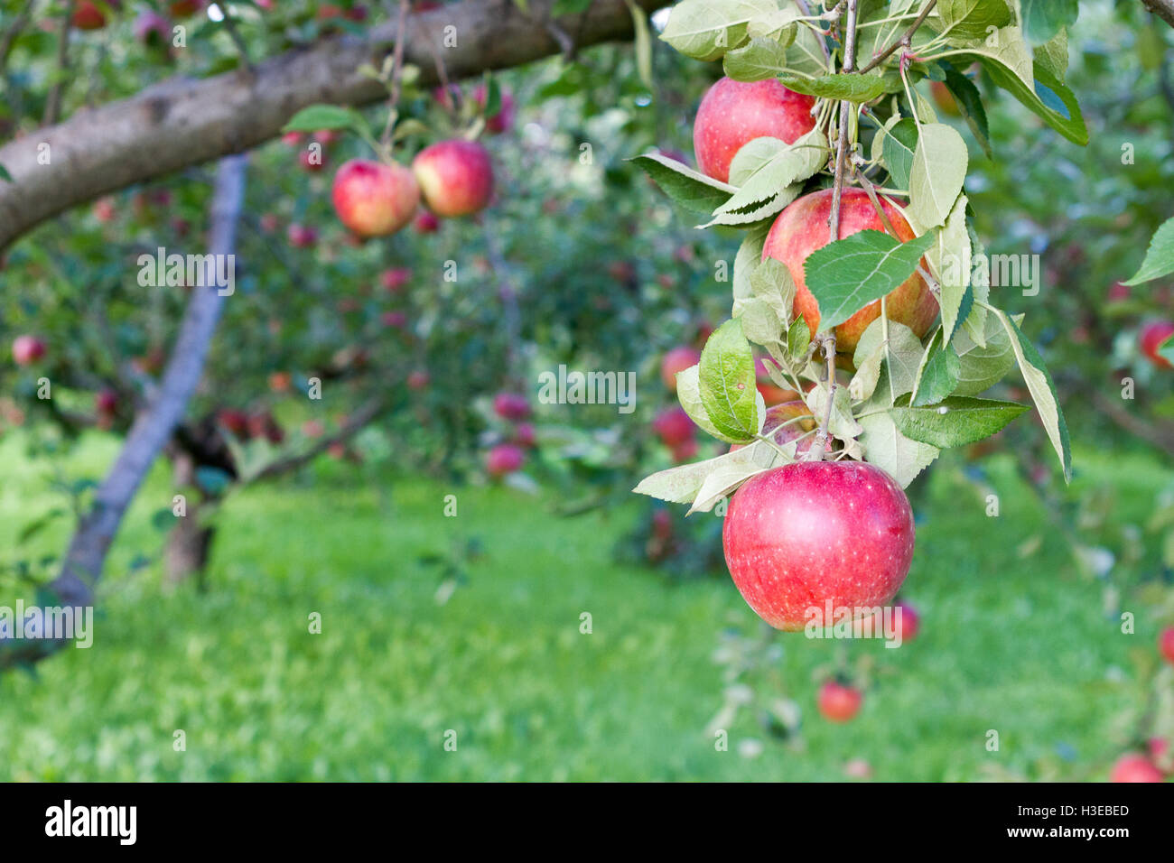 Close up of red ripe apple on branch with lots of apples in background Stock Photo