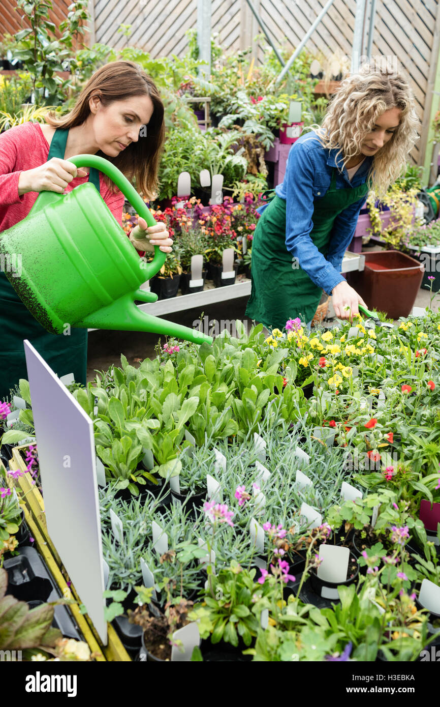 Female florist watering plant with watering can Stock Photo Alamy