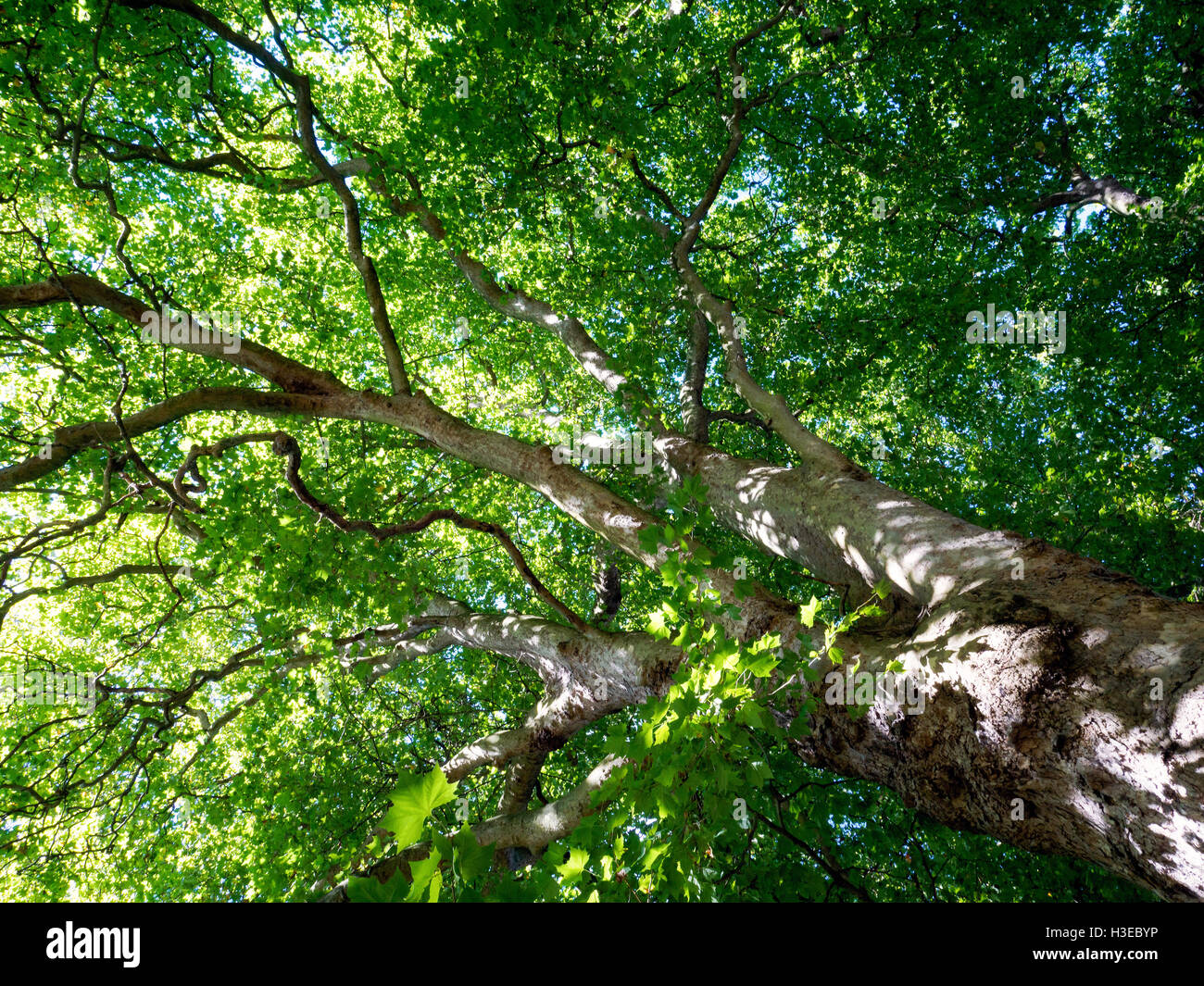 London Plane Tree in Bath Stock Photo - Alamy