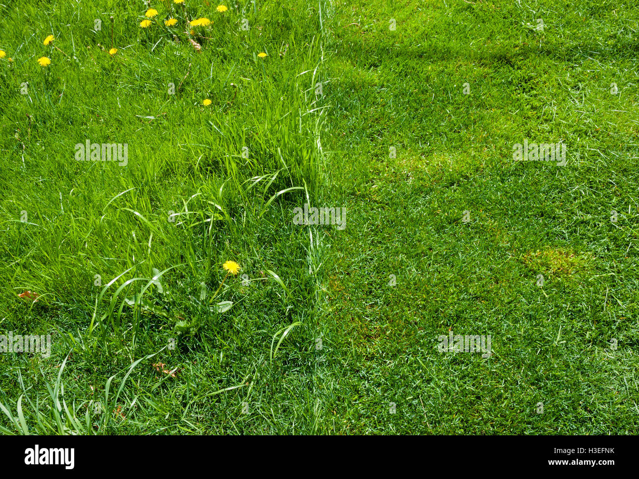 Uncut lawn hi-res stock photography and images - Alamy