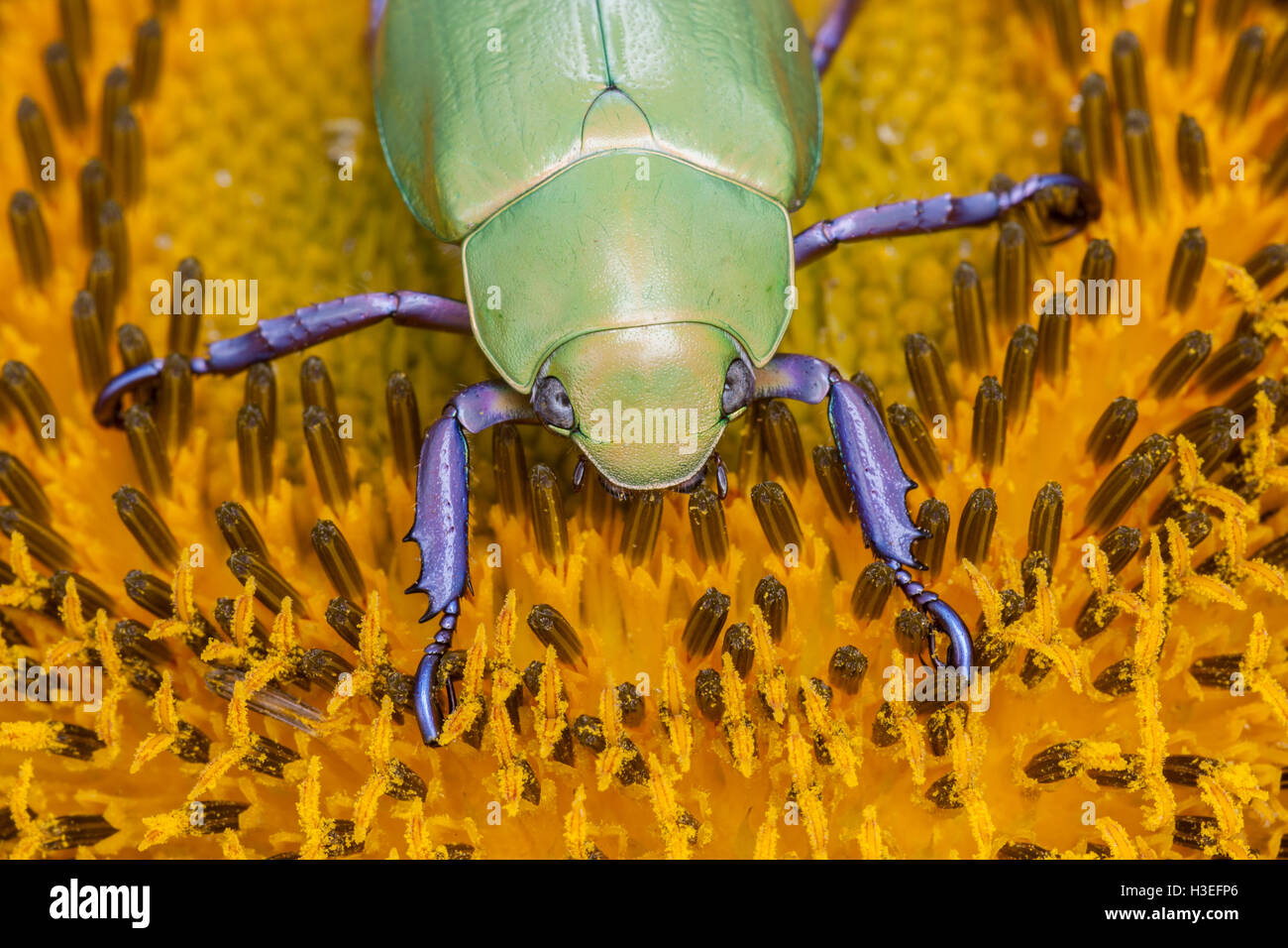 Beyer's jeweled scarab beetle, Chrysina (Plusiotis) beyeri. This beautiful leaf chafer beetle belongs to the subfamily Rutelinae Stock Photo