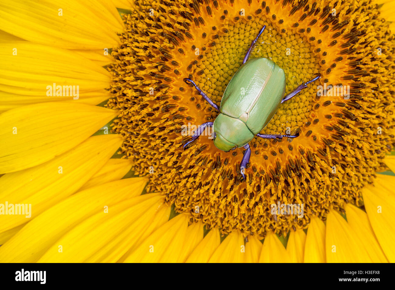 Beyer's jeweled scarab beetle, Chrysina (Plusiotis) beyeri. This beautiful leaf chafer beetle belongs to the subfamily Rutelinae Stock Photo