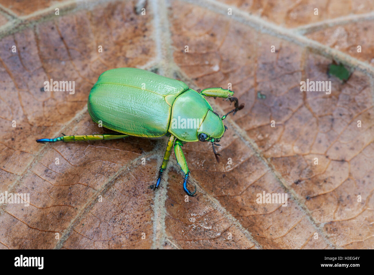 Texas jeweled scarab, Chrysina (Plusiotis) woodi.  This beautiful beetle was found in the Trans Pecos Mountains in Texas. Stock Photo