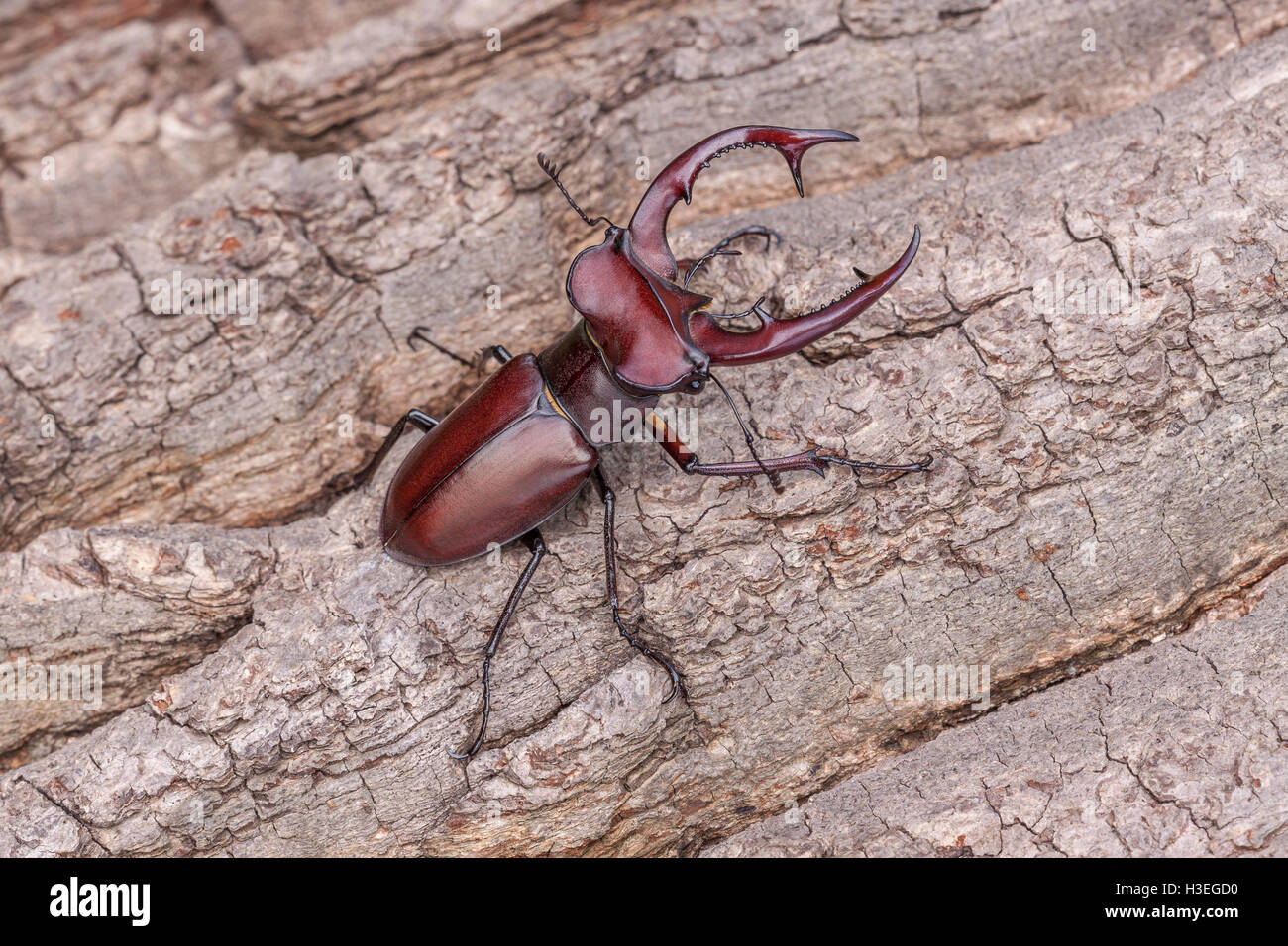 Giant Stag Beetle (Lucanus elaphus) male on side of oak tree along the boardwalk at Congaree National Park in South Carolina. Stock Photo