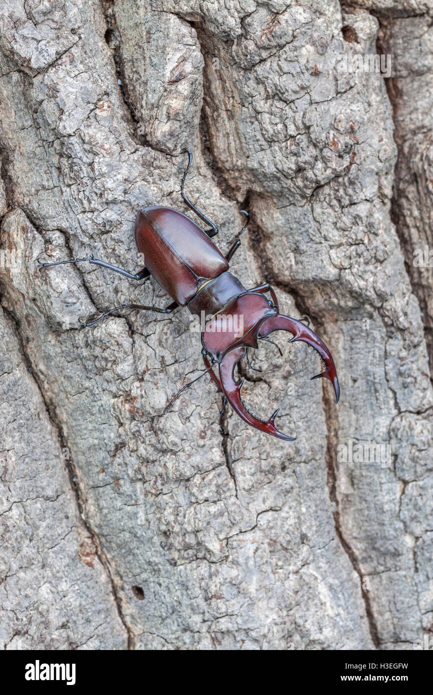 Giant Stag Beetle (Lucanus elaphus) male on side of oak tree along the boardwalk at Congaree National Park in South Carolina. Stock Photo