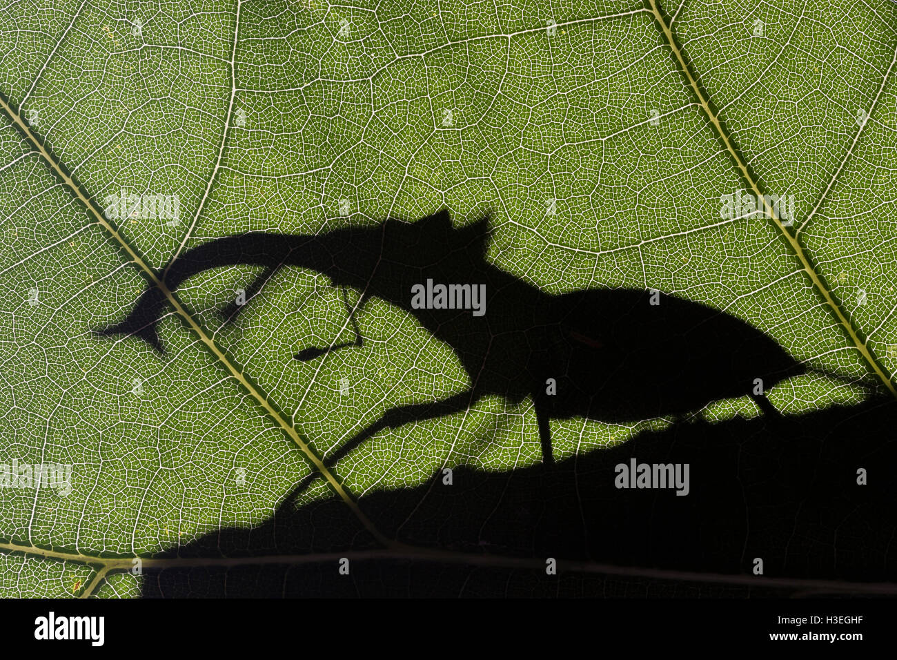 Giant Stag Beetle (Lucanus elaphus),  silhouetted on Bigleaf Magnolia in Sipsey Wilderness in Bankhead National Forest, Alabama. Stock Photo