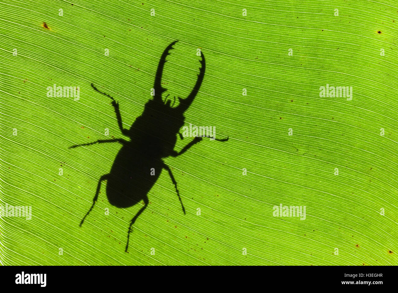 Stag Beetle, Prosopocoilus astaocides blanchardi is in the Family Lucanidae.  Male in silhouette on a banana leaf. Stock Photo