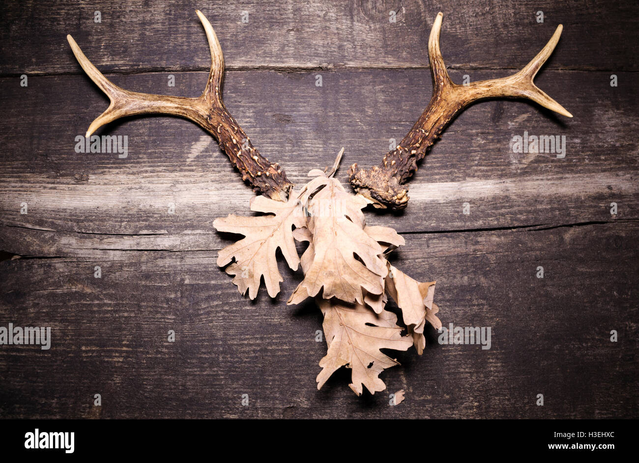 Deer Antlers Against Rustic Wooden Background Stock Photo - Alamy
