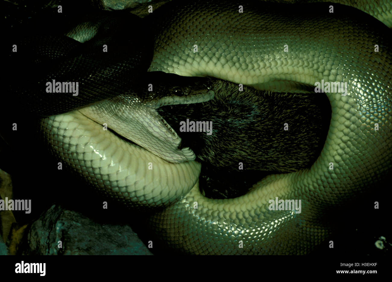 Olive python (Liasis olivaceus), eating a bandicoot. Adults can eat ...
