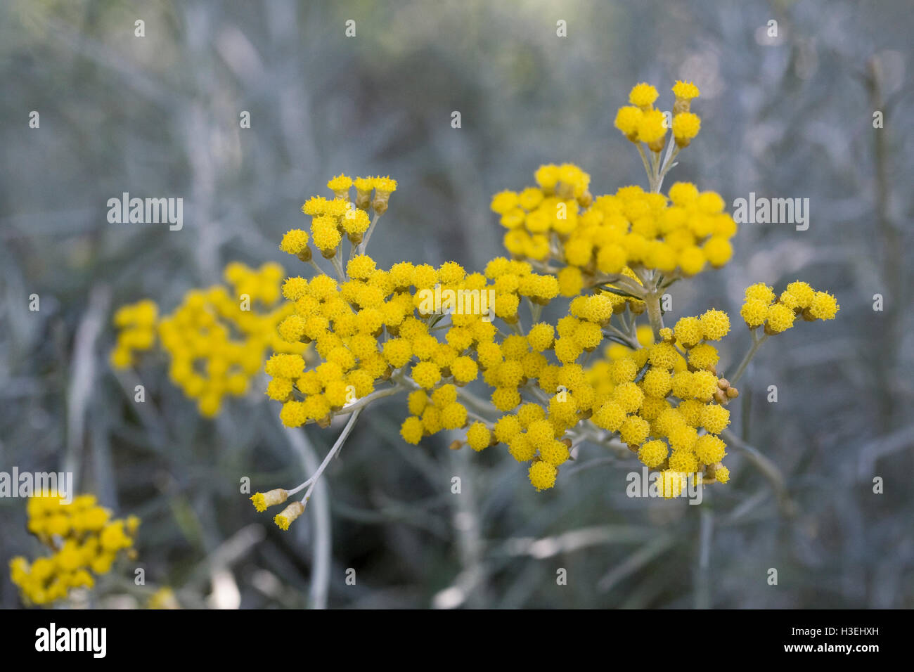 Helichrysum italicum flowers. Stock Photo