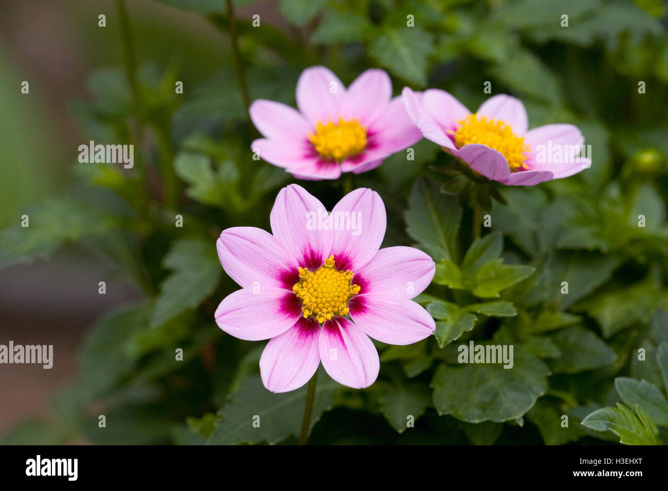 Dahlia 'Exotic Dwarf' flowers. Stock Photo