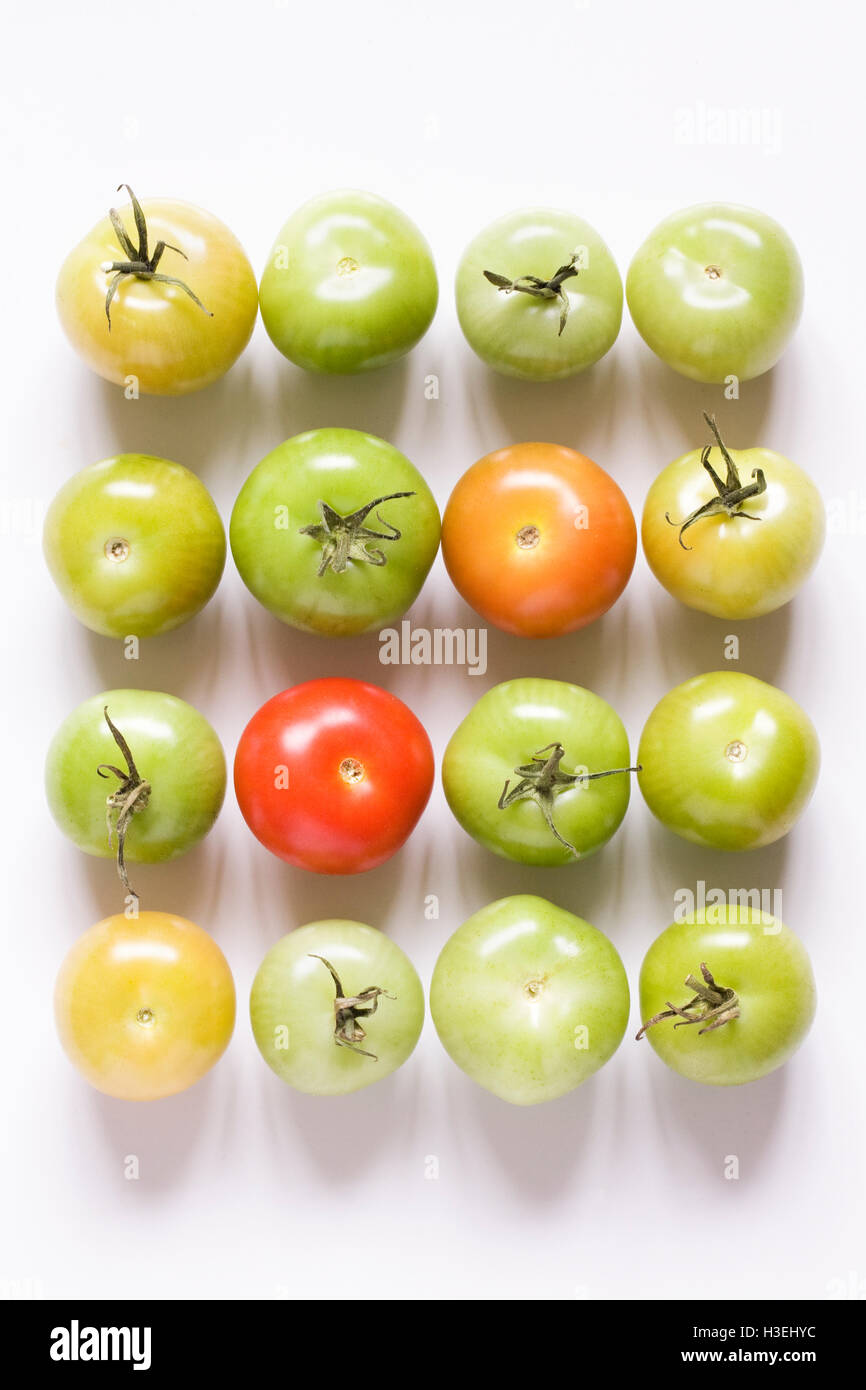 Lycopersicon esculentum. Tomato pattern. Stock Photo