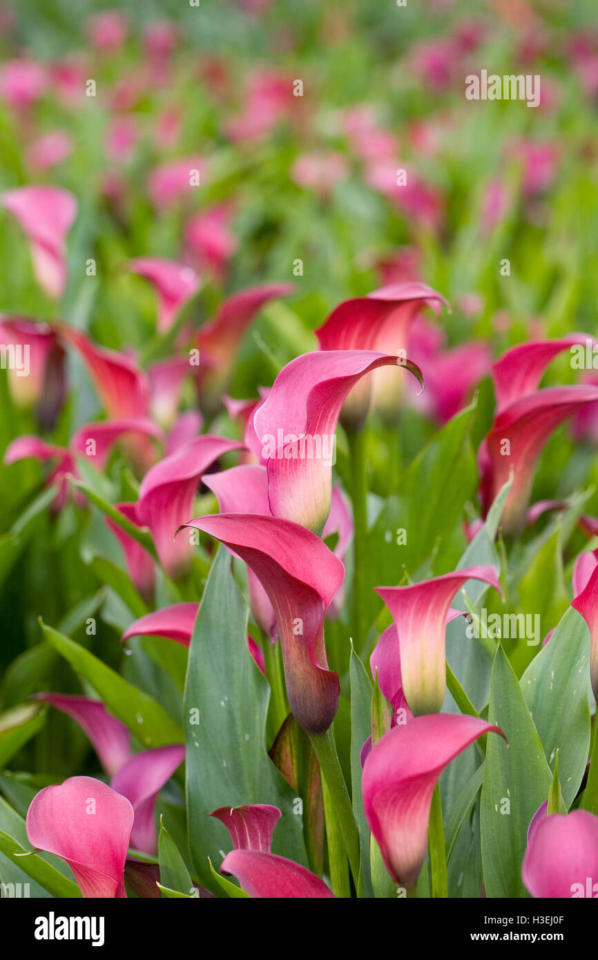 Zantedeschia pink puppy hi-res stock photography and images - Alamy