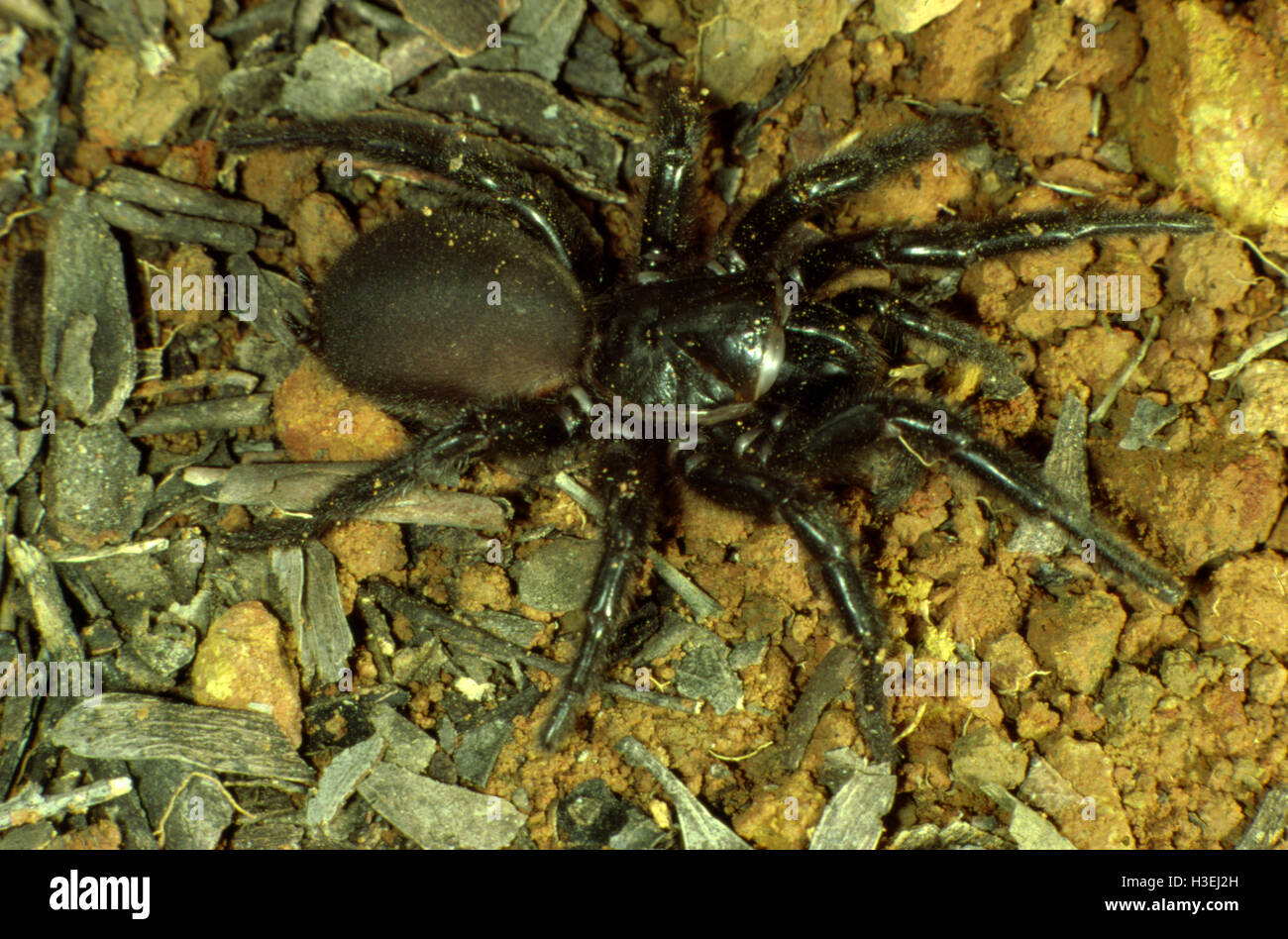 Sydney funnelweb spider (Atrax robustus), probably the world’s most deadly spider. Confined to Sydney region, New South Wales, A Stock Photo
