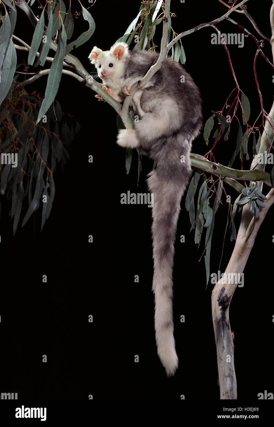 Greater glider (Petauroides volans), at night. Queensland, Australia