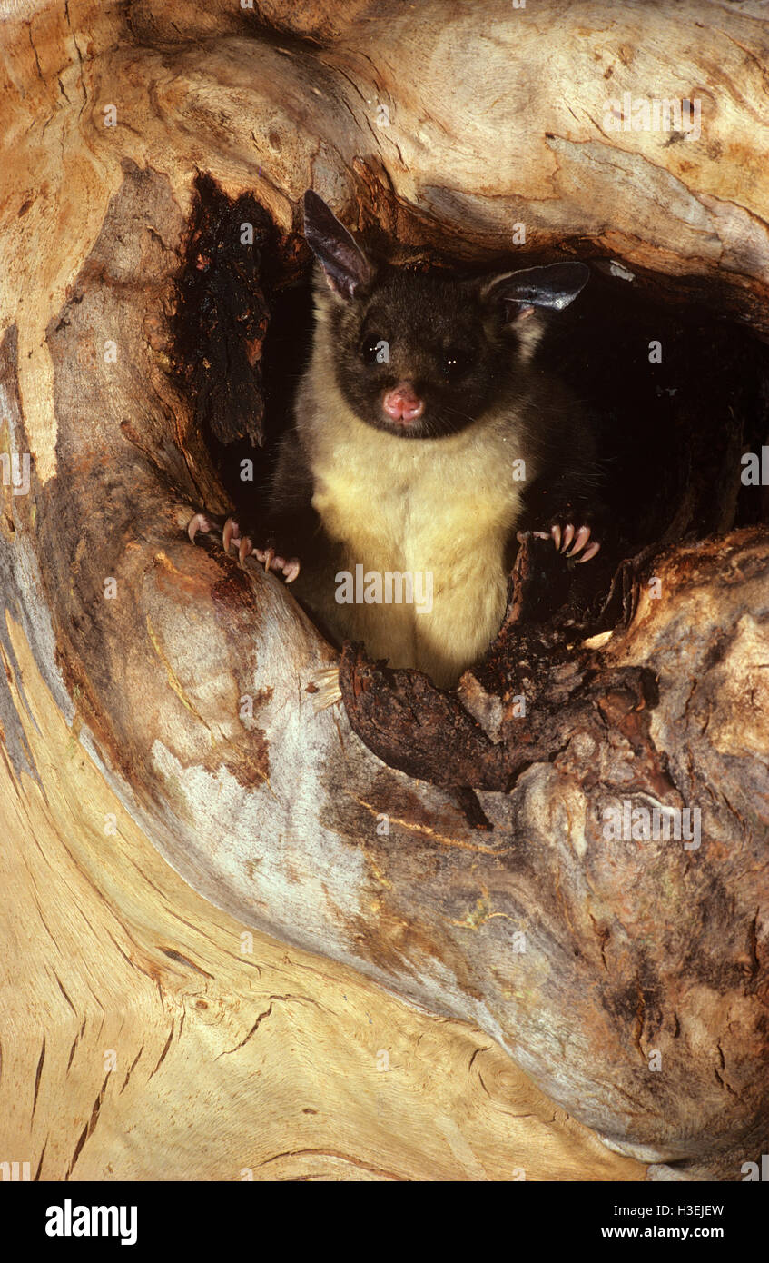 Yellowbellied glider (Petaurus australis), in tree hollow. South coast