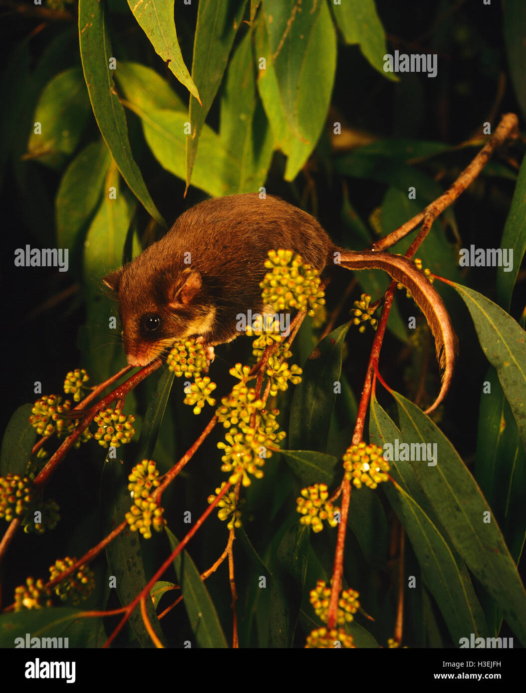 Feathertail glider acrobates pygmaeus hires stock photography and