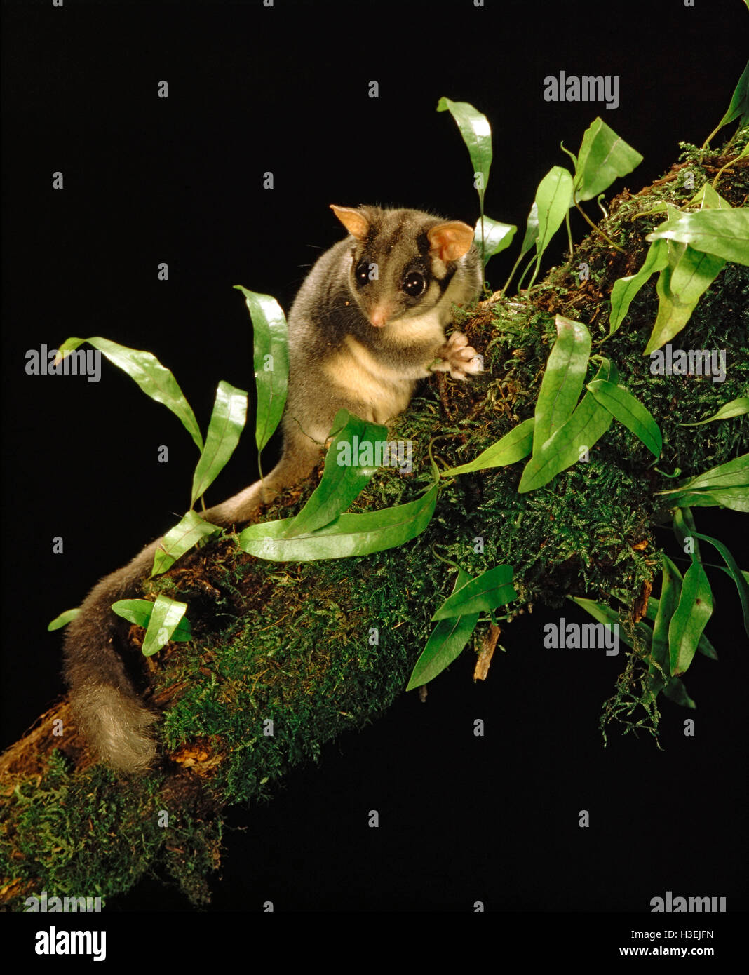 Leadbeater’s possum (Gymnobelideus leadbeateri), in tree at night