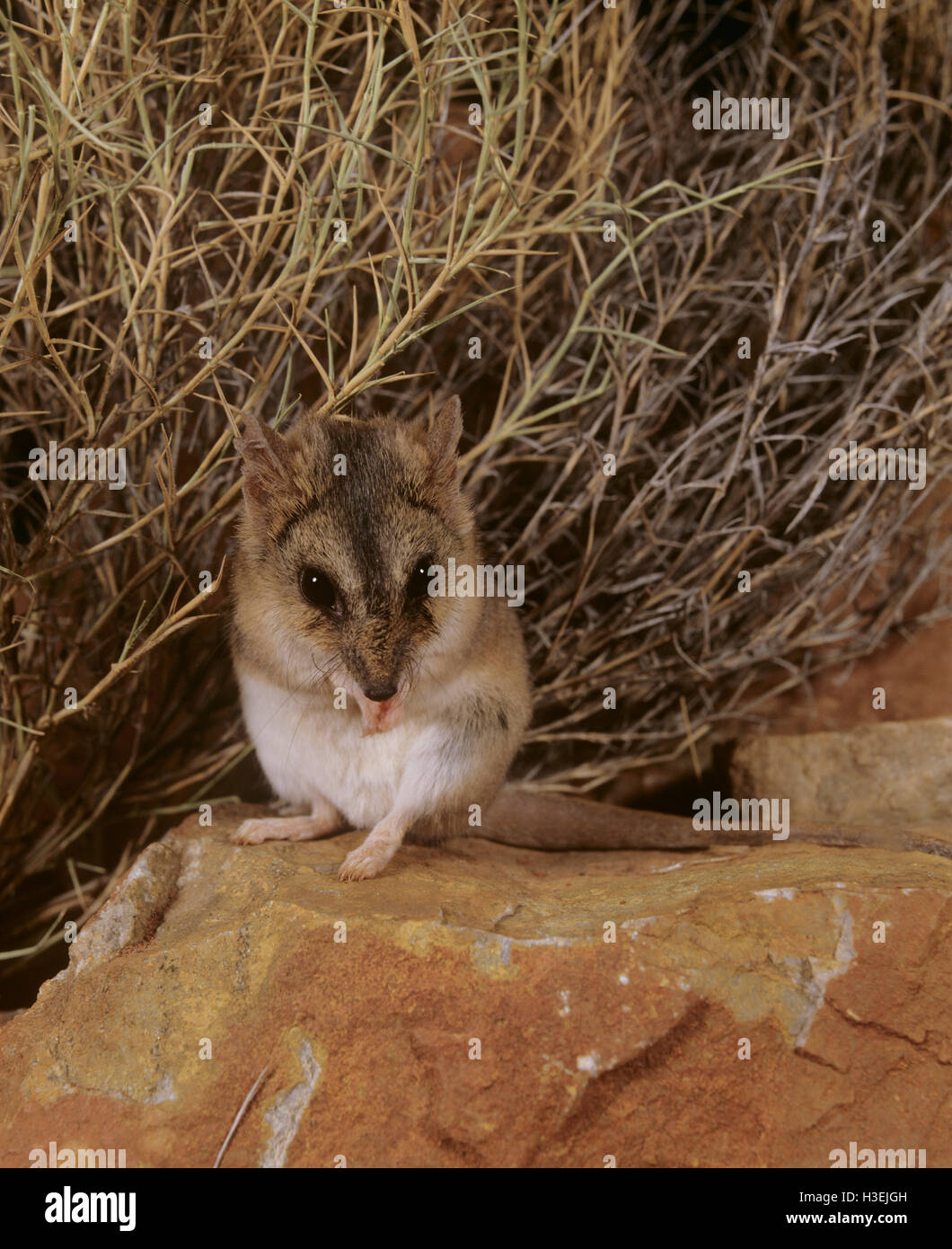 Stripe-faced dunnart (Sminthopsis macroura), Northern Territory, Australia Stock Photo