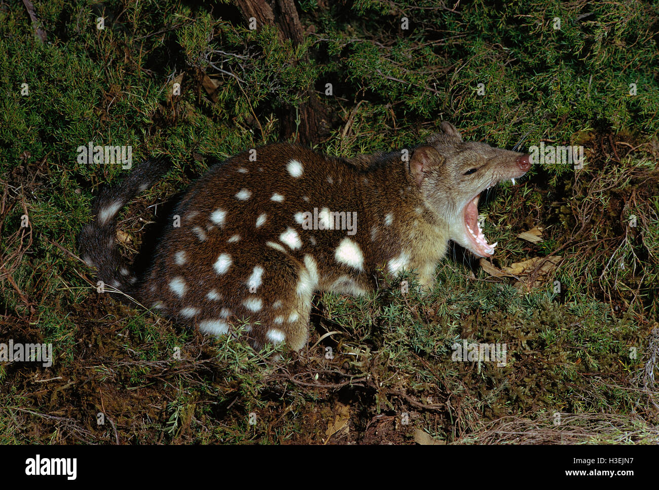 Spotted-tailed quoll (Dasyurus maculatus), the largest quoll. Eastern Australia Stock Photo