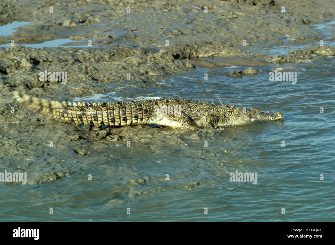 Estuarine crocodile (Crocodylus porosus), entering water from muddy bank. Northern Territory, Australia Stock Photo