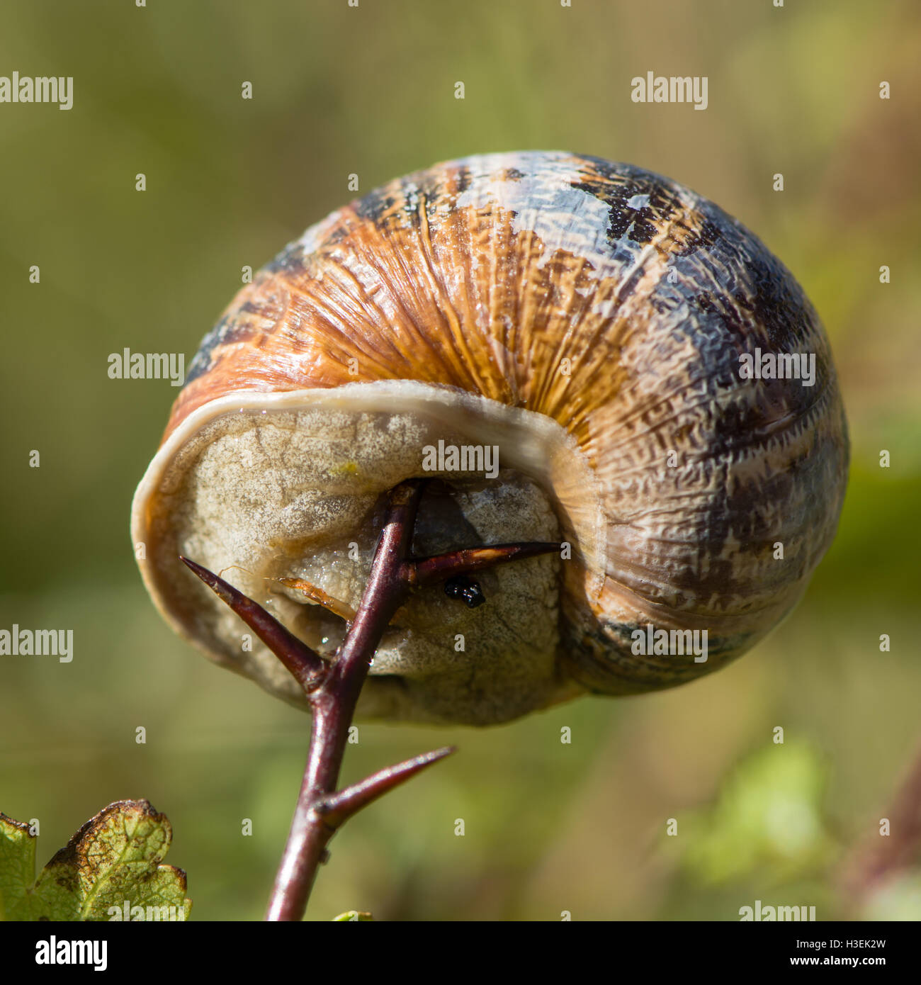Garden snail (Cornu aspersum) impaled on thorn. A mollusc in the family Helicidae unable to escape from sharp hawthorn spike Stock Photo