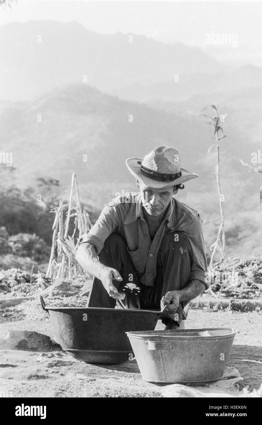 CHALATENANGO,  EL SALVADOR, FEB 1984: - Within the FPL Guerrilla's Zones of Control - A farmer sorts his maize harvest. Stock Photo