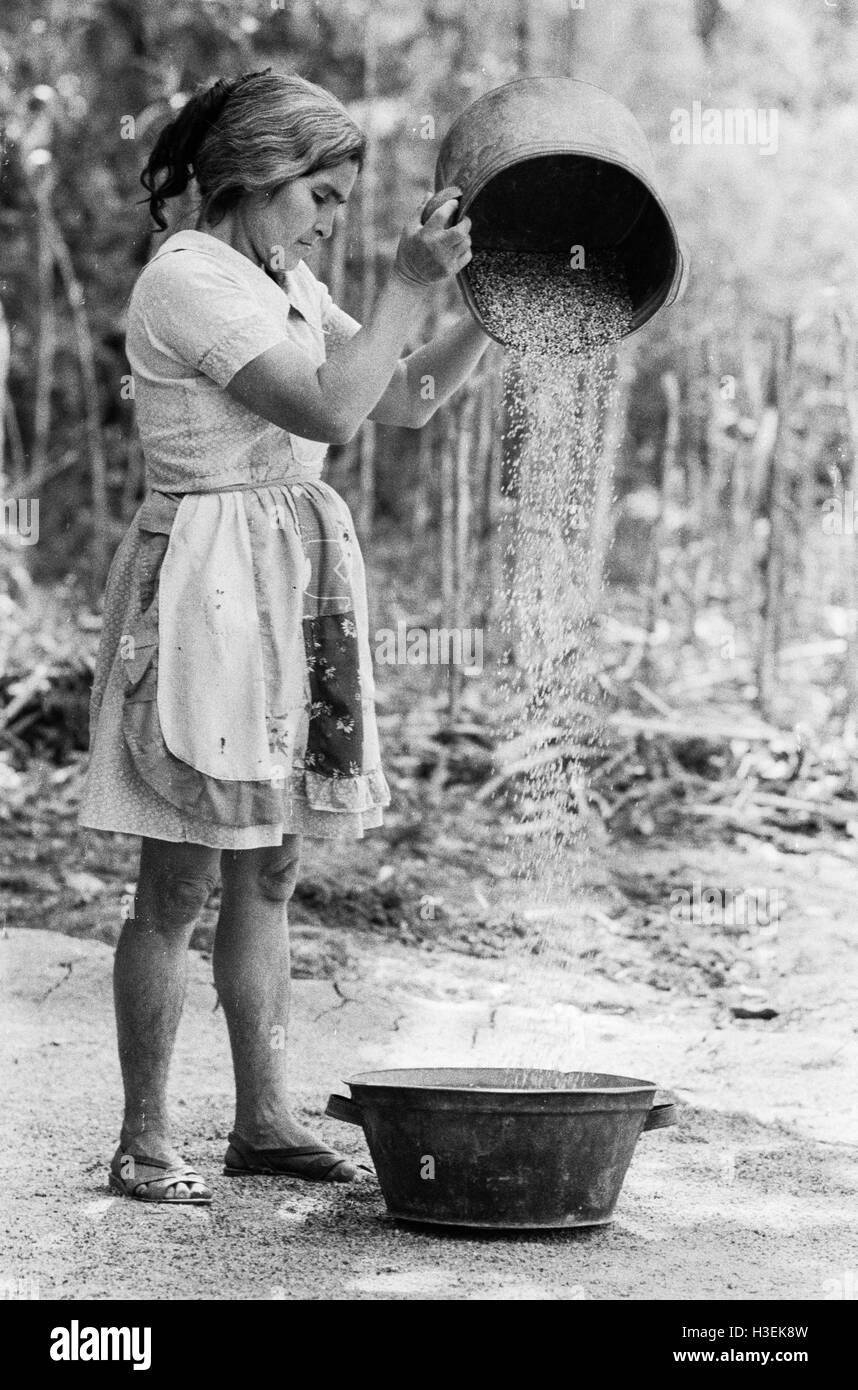 CHALATENANGO,  EL SALVADOR, FEB 1984: - Within the FPL Guerrilla's Zones of Control - A woman winnowing maize. Stock Photo