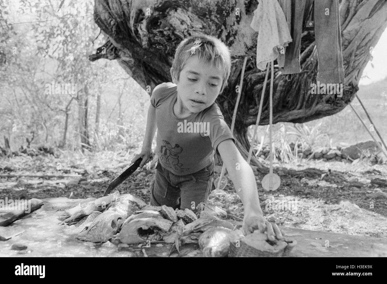 Chalatenango, EL SALVADOR, June 1982: - Within the FPL Guerrilla's Zones of Control -   A boy guts fish caught in nearby lake Cuscatlan. Stock Photo