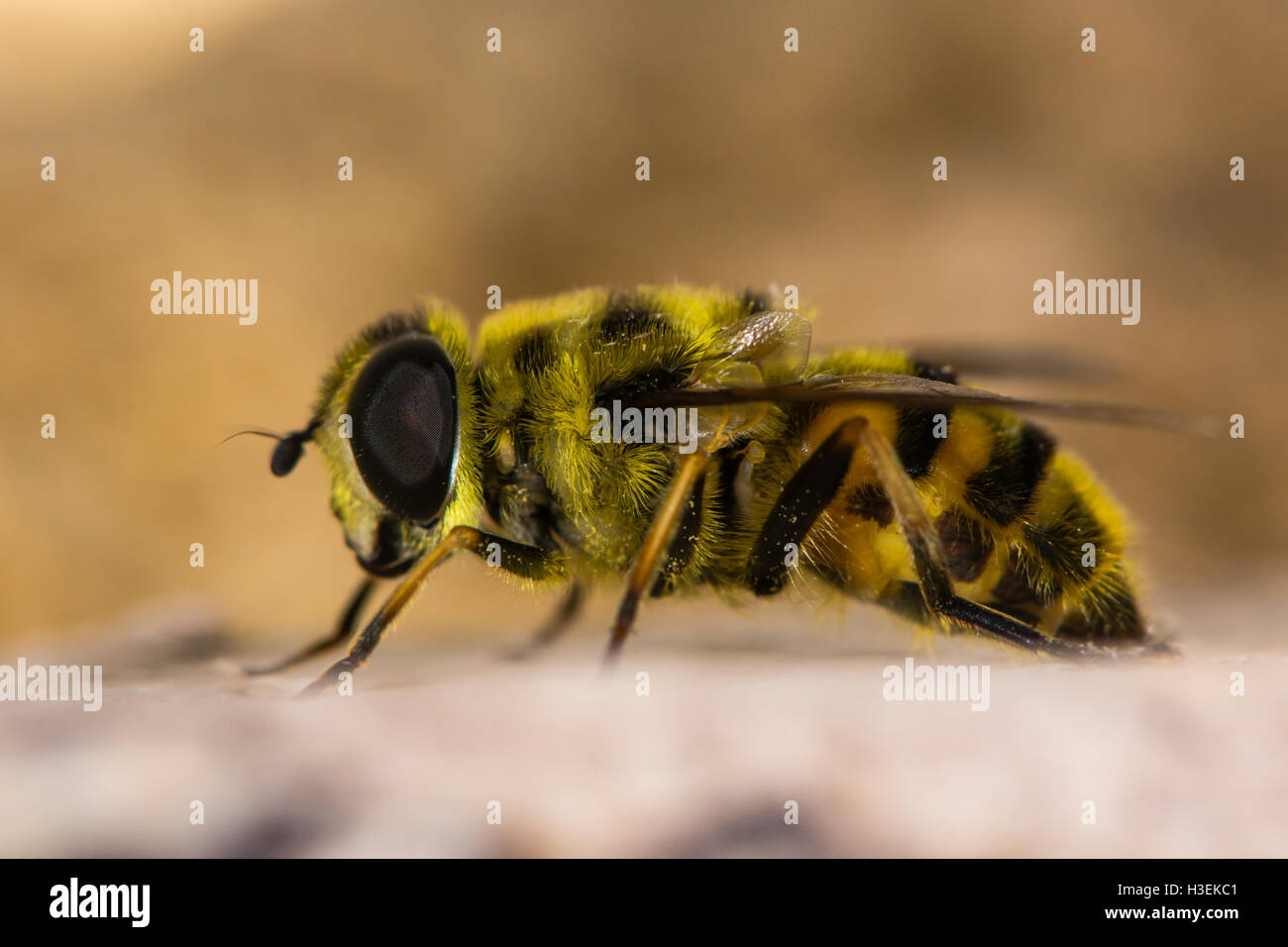 Myathropa florea hoverfly in profile. Yellow and black patterned insect in the family Eristalini, showing yellow hairs Stock Photo