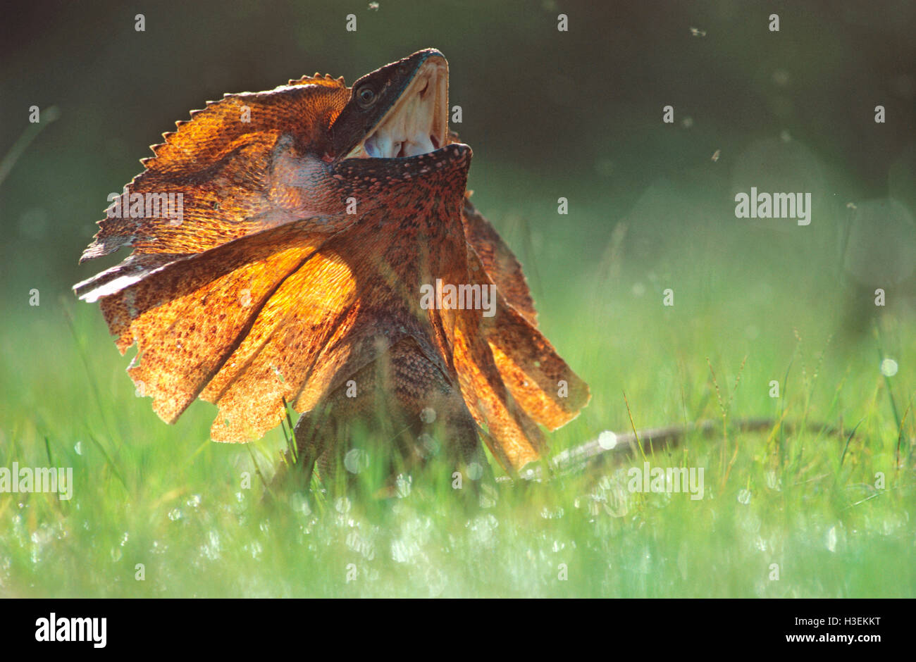 Frilled lizard (Chlamydosaurus kingii), on ground with frill raised. Northern Territory, Australia Stock Photo