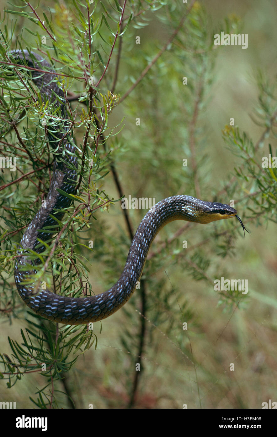 Green tree snake (Dendrelaphis punctulata), in bush with forked tongue extended. North Queensland, Australia Stock Photo