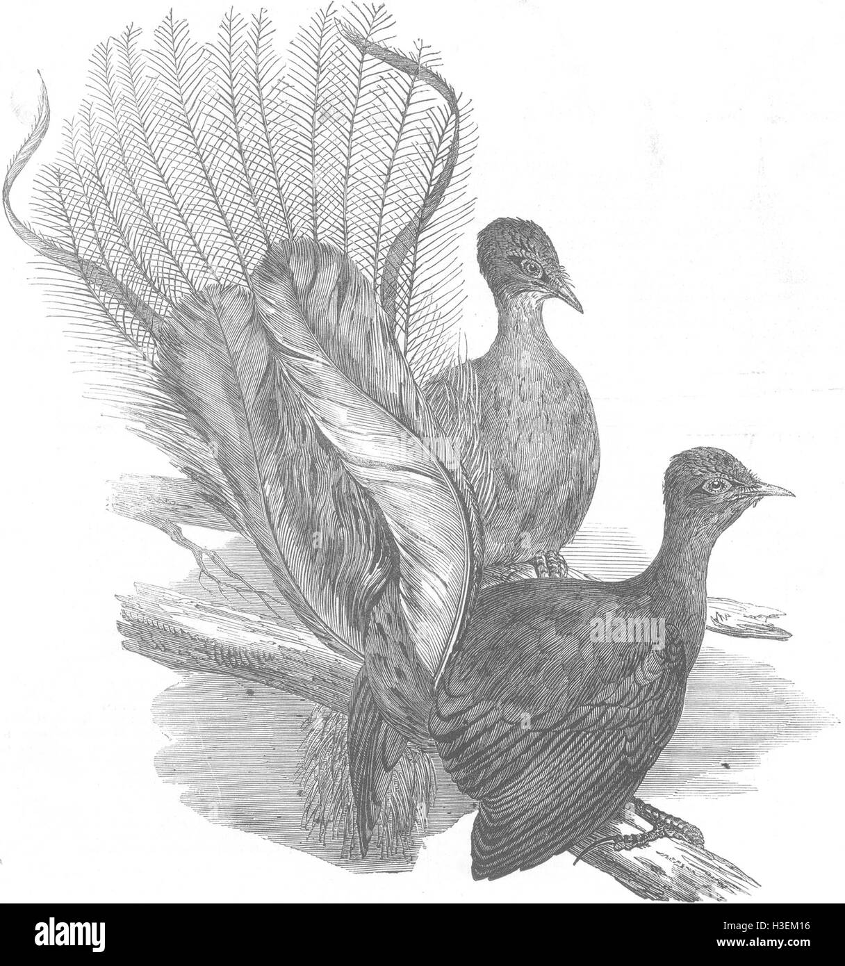 AUSTRALIA Menura Alberti birds, Richmond River 1853. Illustrated London News Stock Photo