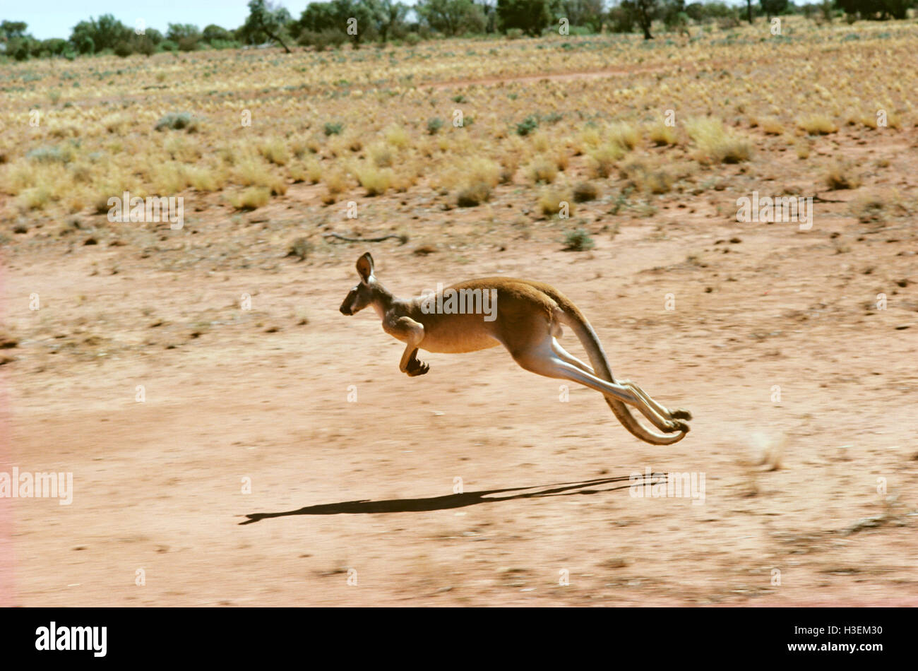 Red kangaroo (Macropus rufus), running. Western New South Wales, Australia Stock Photo